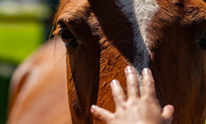 child s hand reaching towards a horse