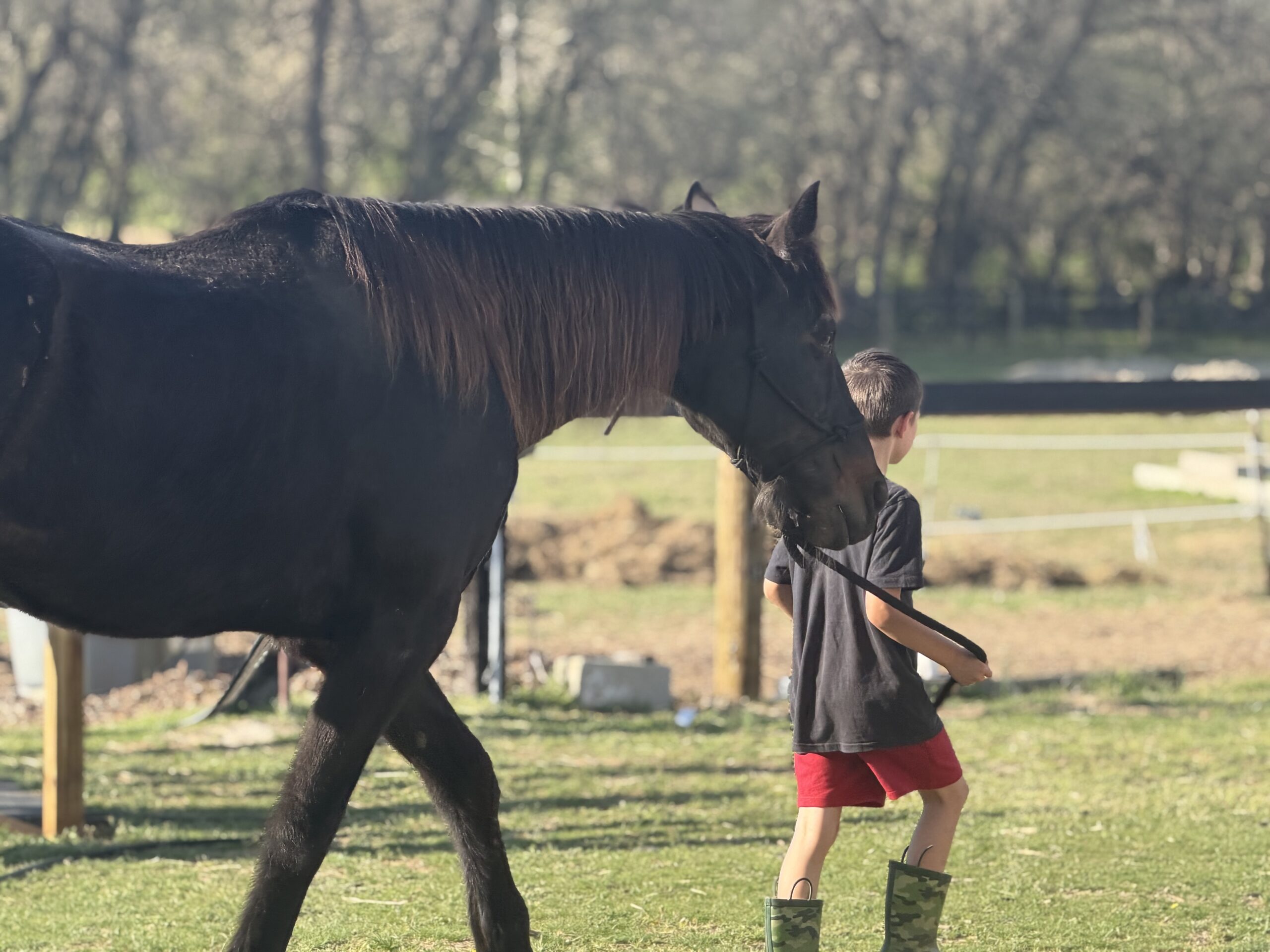 Lessons from Horses: Building Trust and Healthy Boundaries